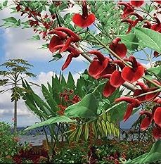 dereffye image pourjoureescientifique