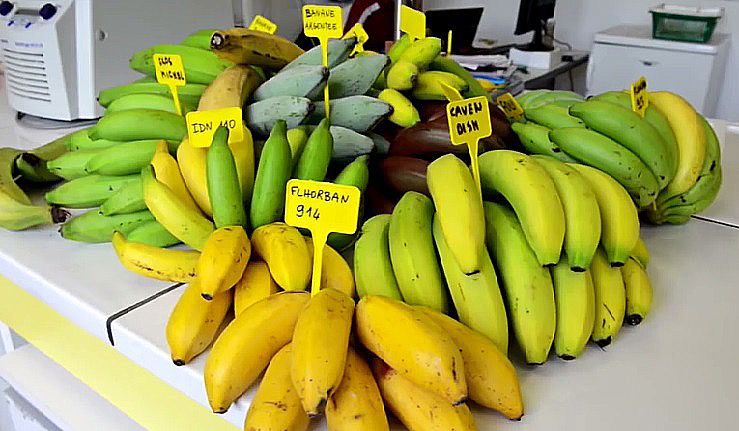 Bananes ASOM1