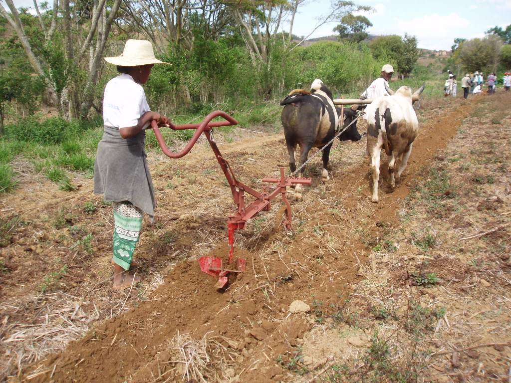 Madagascar Kassine Traction bovine